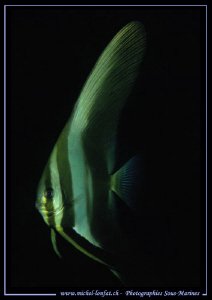 A Tall fin batfish in the waters of Lembeh Strait... Que ... by Michel Lonfat 